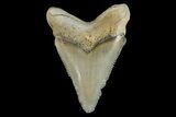 Serrated, Fossil Megalodon Tooth - Aurora, North Carolina #179798-1